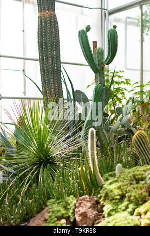 Novy Dvur, Oprava, Czech Republic, 26 April 2019 - Greenhouse at Arboretum of Novy Dvur Botanical Garden with tropical plants Stock Photo