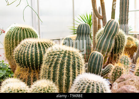 Novy Dvur, Oprava, Czech Republic, 26 April 2019 - Greenhouse at Arboretum of Novy Dvur Botanical Garden with tropical plants Stock Photo