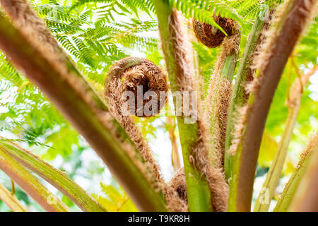 Novy Dvur, Oprava, Czech Republic, 26 April 2019 - Greenhouse at Arboretum of Novy Dvur Botanical Garden with tropical plants Stock Photo