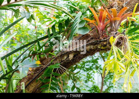 Novy Dvur, Oprava, Czech Republic, 26 April 2019 - Greenhouse at Arboretum of Novy Dvur Botanical Garden with tropical plants Stock Photo