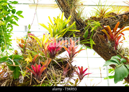 Novy Dvur, Oprava, Czech Republic, 26 April 2019 - Greenhouse at Arboretum of Novy Dvur Botanical Garden with tropical plants Stock Photo