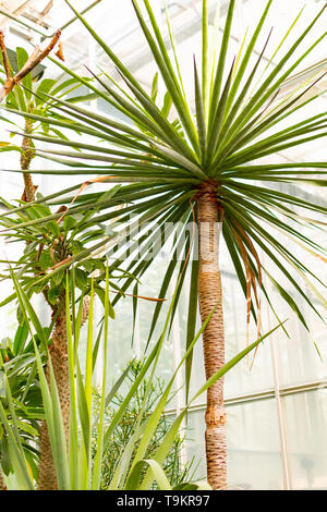 Novy Dvur, Oprava, Czech Republic, 26 April 2019 - Greenhouse at Arboretum of Novy Dvur Botanical Garden with tropical plants Stock Photo