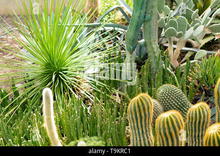 Novy Dvur, Oprava, Czech Republic, 26 April 2019 - Greenhouse at Arboretum of Novy Dvur Botanical Garden with tropical plants Stock Photo