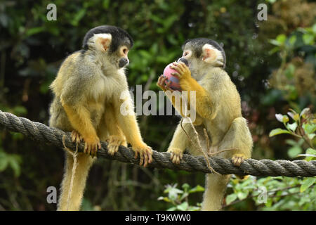 Easter treats at ZSL London Zoo  in London, England. 18th April 2019. Squirrel Monkeys enjoy an Easter treat filled with tasty mealworms at ZSL London Zoo  Featuring: Squirrel Monkeys Where: London, United Kingdom When: 18 Apr 2019 Credit: James Warren/WENN.com Stock Photo