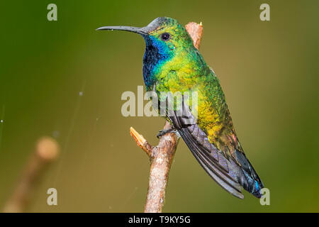 Male, black-throated mango, Anthracothorax nigricollis, Hummingbird, Florisuga mellivora, in the rain, Asa Wright Nature Reserve, Trinidad and Tobago Stock Photo