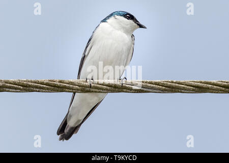 White-winged Swallow, Tachycineta albiventer, on telephone wire, Tobago, Trinidad and Tobago Stock Photo