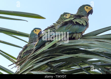 Red-bellied macaw, Orthopsittaca manilatus, Trinidad, Trinidad and Tobago Stock Photo