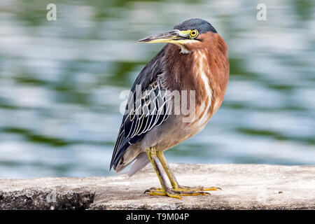 Green heron, Butorides virescens,Tobago, Trinidad and Tobago Stock Photo