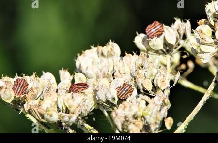 Close up of isolated red and black striped minstrel shield bugs (Graphosoma lineatum) on a faded white flower in autumn Stock Photo