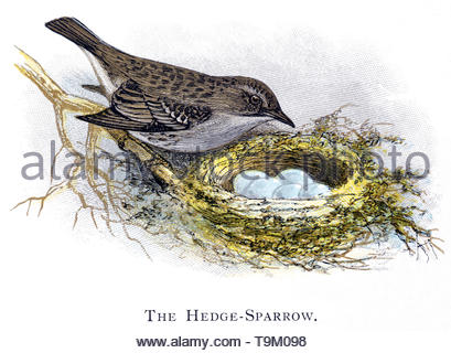 Hedge Sparrow (Prunella modularis) at nest with eggs, vintage illustration published in 1898 Stock Photo