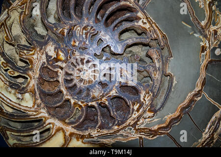 Prehistoric fossilized mollusk called ammonite, an extinct marine animal Stock Photo