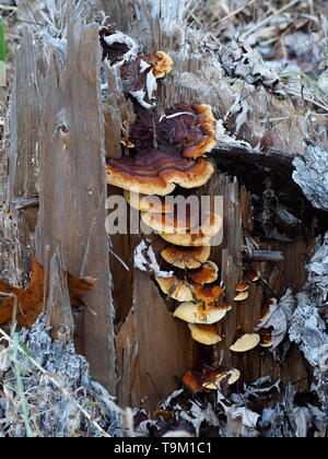 Mushrooms growing on a rotted out tree stump. Mushroom colony on old stump. Stock Photo