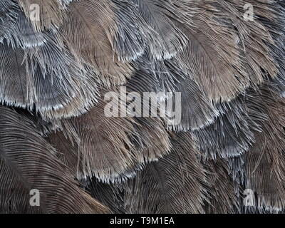 Close up of ostrich feathers showing texture and background grey and brown. Stock Photo