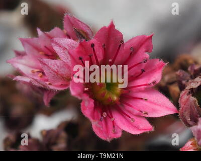 Close up of deep pink flowers on Hens and Chicks succulent garden plant Stock Photo