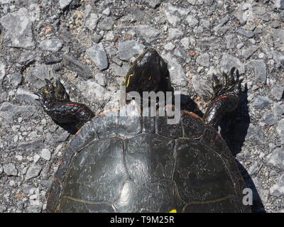 Close up of an Eastern Painted Turtle crossing the road Stock Photo