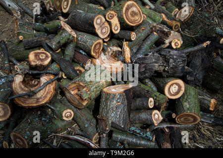 A large pile of chopped firewood lies in the yard of the farm, preparing for home heating in winter. Stock Photo