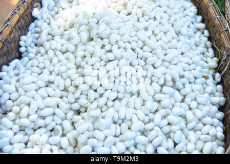 Pile of White Silkworm Cocoon in Rattan Basket Stock Photo