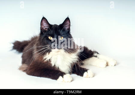 black and white norwegian forest cat in studio shot Stock Photo