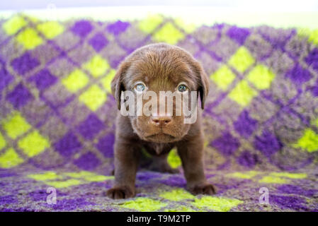Chocolate labrador retriever puppy on colorful carpet Stock Photo
