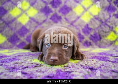 Chocolate labrador retriever puppy on colorful carpet Stock Photo