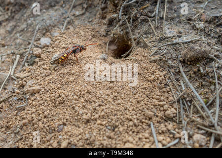 UK wildlife: A kleptoparasitic nomad bee or cuckoo bee (Nomada sp.) lying in wait by the burrow of a mining bee. Stock Photo