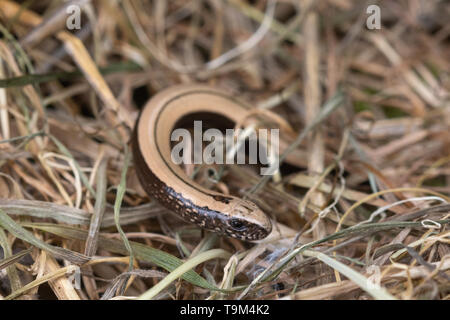 Baby (juvenile) slow worm (Anguis fragilis), a legless lizard reptile species in the UK Stock Photo