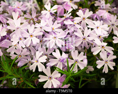 Purple eyed mauve flushed white flowers of the mat forming, spring flowering moss phlx, 'Phlox subulata Emerald Cushion Blue' Stock Photo