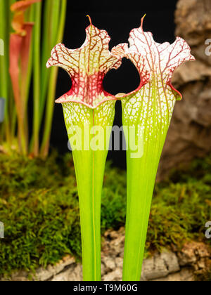 Tall pitchers with red veined white hoods of the carnivorous American pitcher plant, Sarracenia moorei Stock Photo