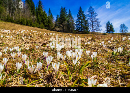 White crocus flowers blooming on the spring meadow in the mountains Stock Photo