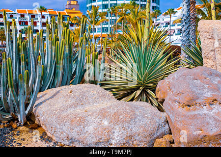 Closeup agave cactus, abstract natural background and texture, in the background palm trees. Tenerife, Spain Stock Photo