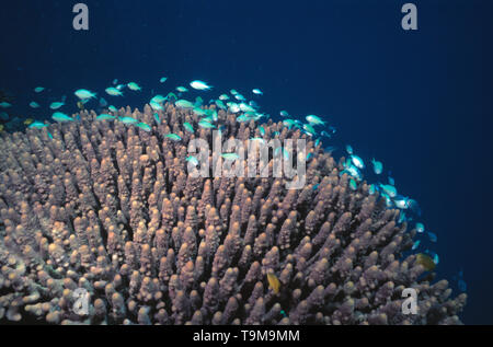 Australia. Queensland. Great Barrier Reef. Underwater view with Blue Damsel fish and Staghorn coral. Stock Photo