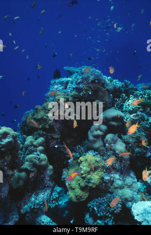 Australia. Queensland. Great Barrier Reef. Lodestone Reef. Underwater view with hard coral and Damsel fish. Stock Photo
