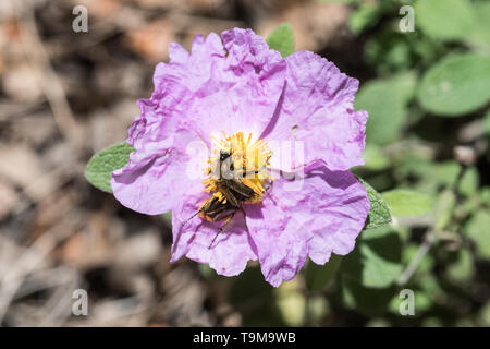 Beetles (Pygopleurus sp) feeding on a flower Stock Photo