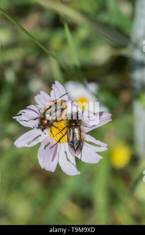 Beetles (Pygopleurus sp) feeding on a flower Stock Photo