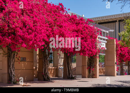 TEMPE, AZ/USA - APRIL 10, 2019: Hayden Library and garden foliage on the campus of Arizona State University. Stock Photo