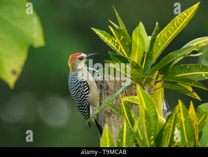 Hoffmanns Woodpecker - Melanerpes hoffmannii resident breeding bird from southern Honduras south to Costa Rica. It is a common species on the Pacific  Stock Photo
