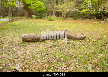 Fallen tree trunk cut and placed by the side of a road to block vehicles, in the  ancient New Forest, Hampshire, England, UK Stock Photo
