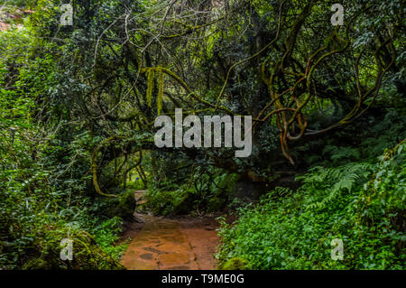 Secluded green deciduous and indigenous forest walkway to Lone creek falls in Sabie Mpumalanga South Africa Stock Photo