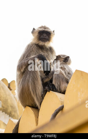 A gray langur monkey is nursing her son sitting on a temple in Jaipur. Gray Langurs are a group of Old World monkeys native to the Indian subcontinent Stock Photo