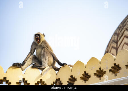 A gray langur monkey is yawning sitting on the edge of a temple in Jaipur during sunset, Jaipur, Rajasthan, India. Stock Photo