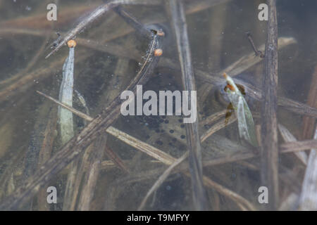 Egg mass of the Boreal Chorus Frog (Pseudacris maculata) from Jefferson County, Colorado, USA. Stock Photo