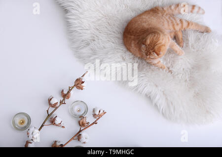 Cute cat, cotton flowers and burning candles on white background Stock Photo