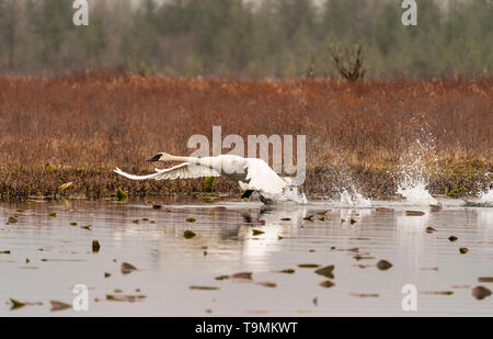 Trumpeter Swan takes off from pond at Alaganik Slough in Southcentral Alaska. Stock Photo