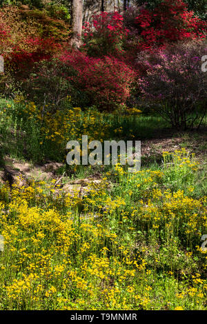 Azaleas (Rhododendron Pentanthera) and yellow wildflowers can  be seen from a trail in the Spring garden on the Biltmore Estate in Asheville, NC, USA Stock Photo