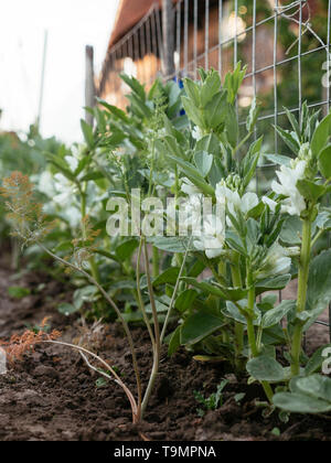 Dill planted along with fava beans to attract beneficial insects and repel aphids. Stock Photo