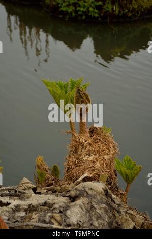 Young Gunnera manicata leaves unfurling beside the water in the Isabella Plantation, Richmond Park, London, UK, 6 April 2019 Stock Photo