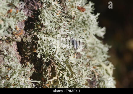 Fly on Oak Moss Lichen (Evernia prunastri) Growing on an Old Silver Birch Trunk. Natural Background. Muir of Dinnet, Cairngorms, Scotland, UK. Stock Photo