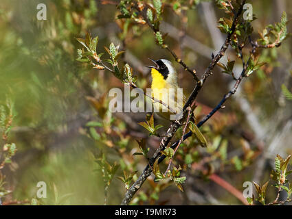 Common Yellowthroat (Geothlypis trichas) perched in a tree, Annapolis Royal Marsh, French Basin trail, Annapolis Royal, Nova Scotia, Canada Stock Photo