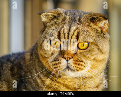 Beautiful brown stripped scottish fold cat against a blurred background Stock Photo