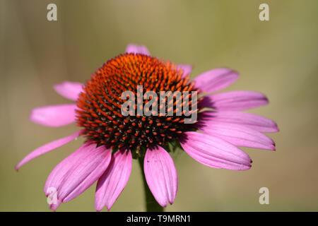 Echinacea purpurea {Purple coneflower} {Roter Sonnenhut} {Purpur-Sonnenhut} {Rudbeckia purpurea}